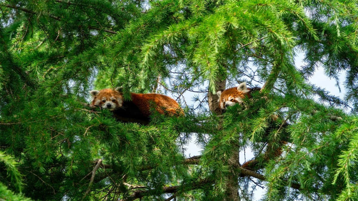 Red Panda Trail Trek