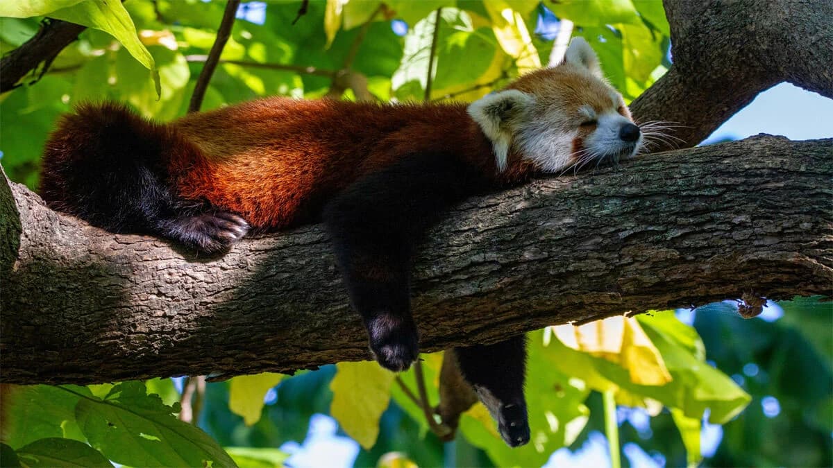Red Panda Trail Trek