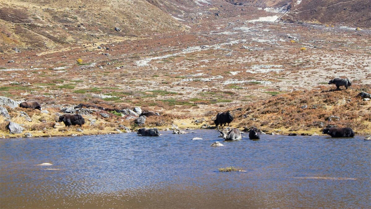 Gosainkunda Helambu Trek
