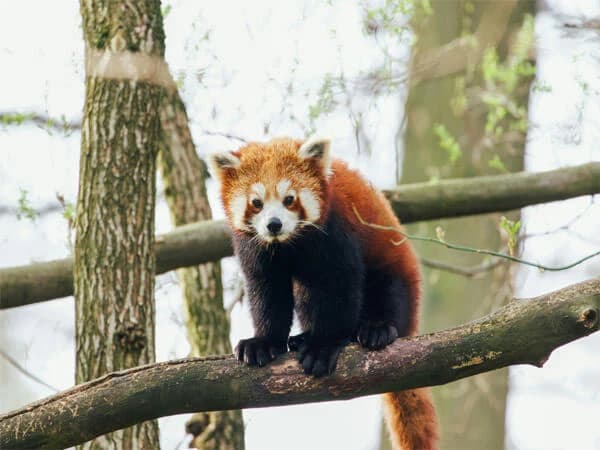 Red Panda Trail Trek