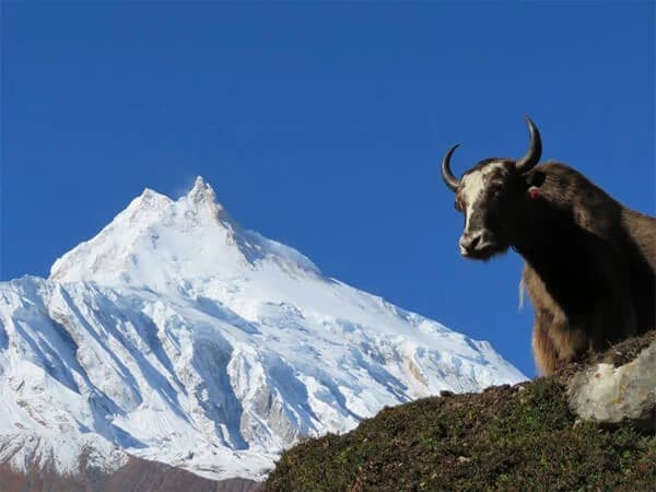 Manaslu Tsum Valley Trek